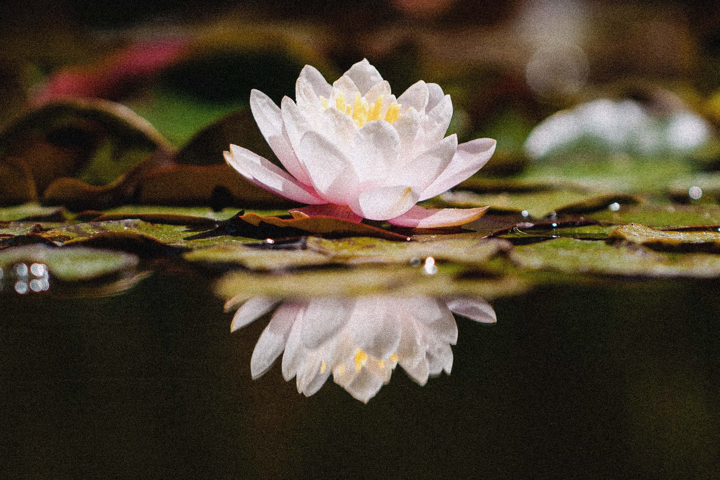 Ein weißer Lotus in voller Blüte auf dem Wasser mit einer Spiegelung seiner selbst